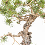 Bonsái - Pino silvestre (Pinus sylvestris) - PS10641