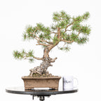 Bonsái - Pino silvestre (Pinus sylvestris) - PS10641