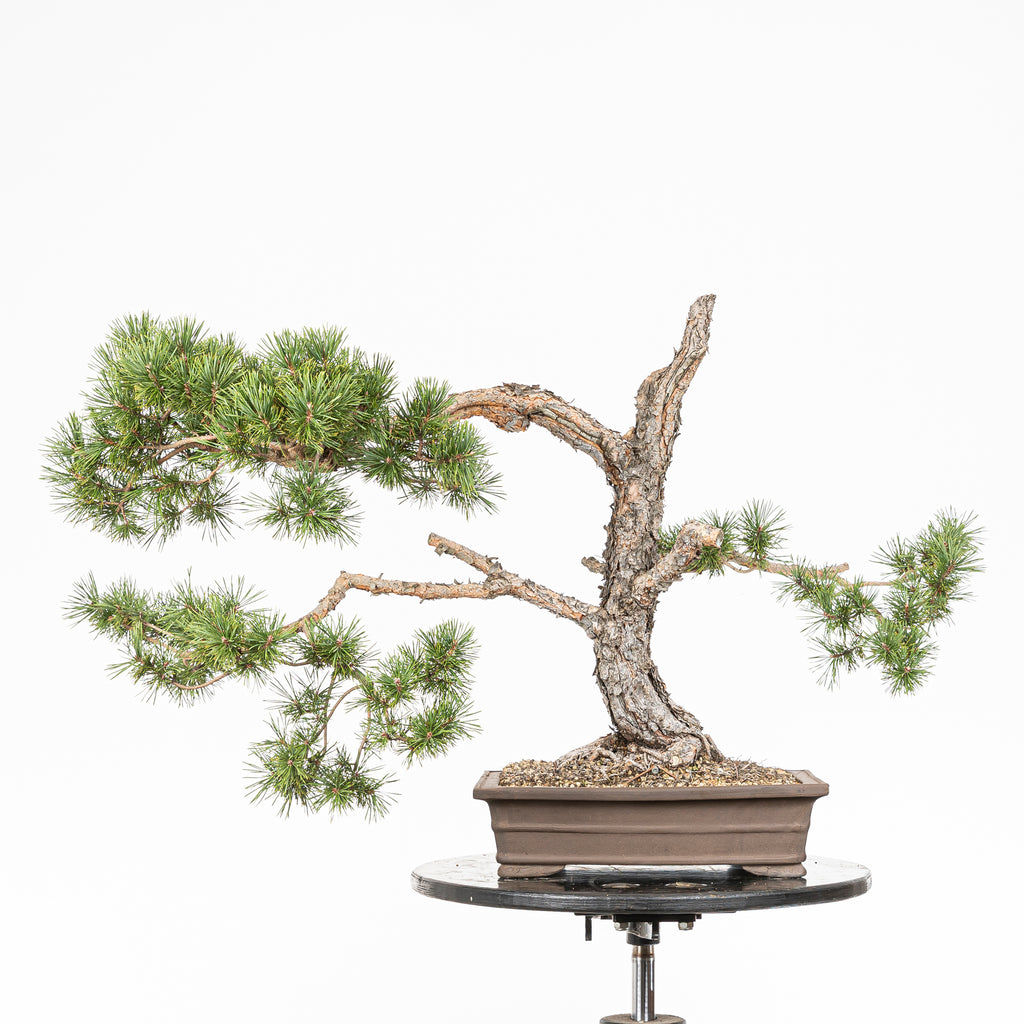 Bonsái - Pino silvestre (Pinus sylvestris) - PS10642