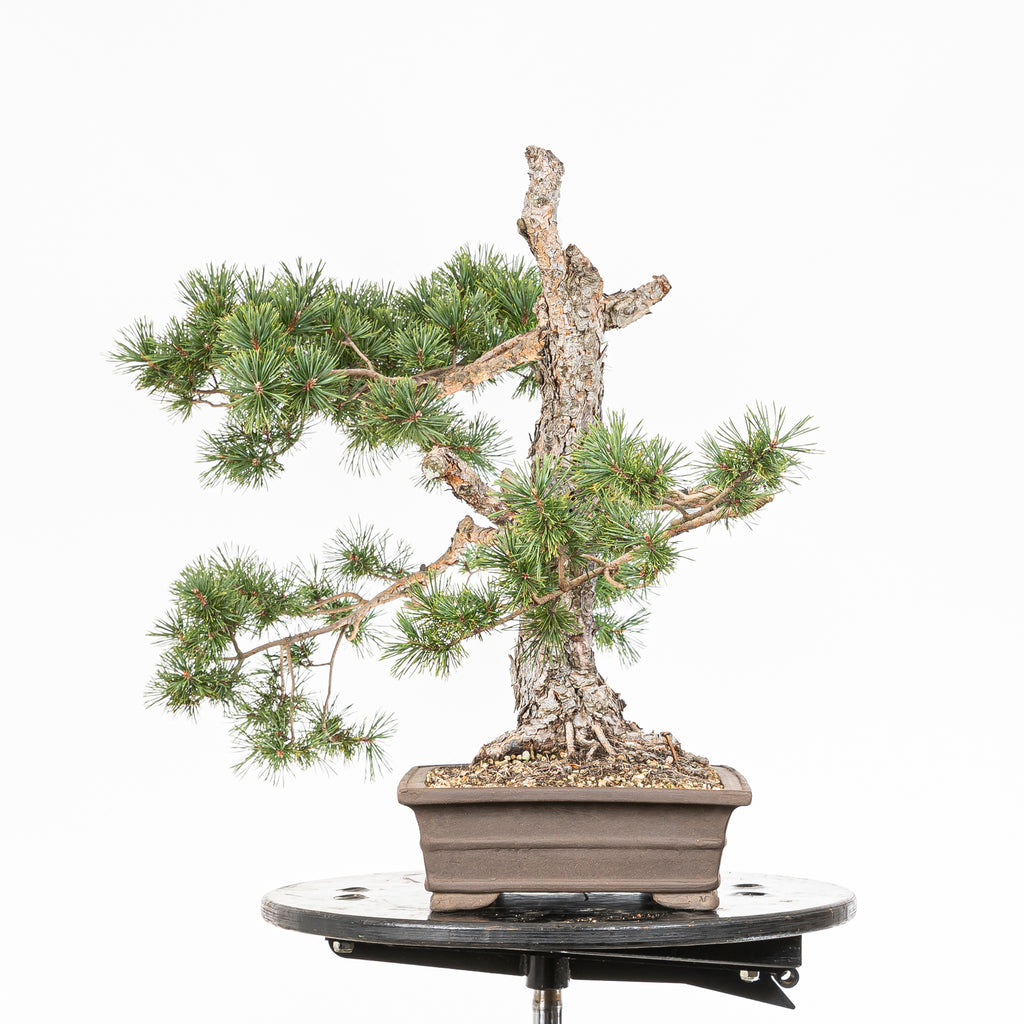Bonsái - Pino silvestre (Pinus sylvestris) - PS10642