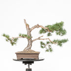 Bonsái - Pino silvestre (Pinus sylvestris) - PS10642