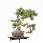 Bonsái - Pino silvestre (Pinus sylvestris) - PS10642