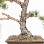 Bonsái - Pino silvestre (Pinus sylvestris) - PS10642
