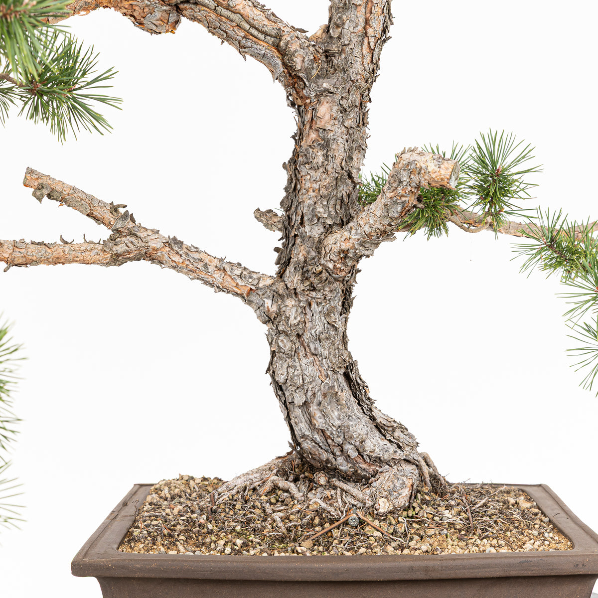 Bonsái - Pino silvestre (Pinus sylvestris) - PS10642