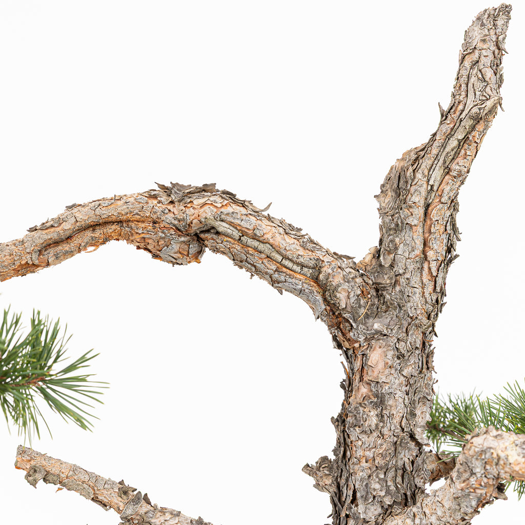 Bonsái - Pino silvestre (Pinus sylvestris) - PS10642