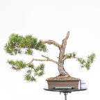 Bonsái - Pino silvestre (Pinus sylvestris) - PS10642