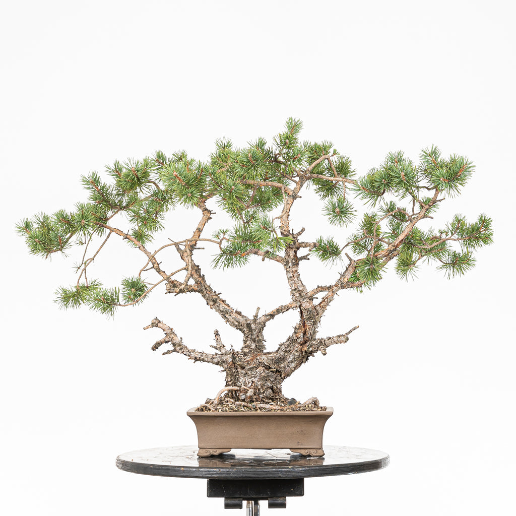 Bonsái - Pino silvestre (Pinus sylvestris) - PS10643
