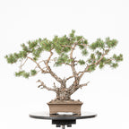 Bonsái - Pino silvestre (Pinus sylvestris) - PS10643