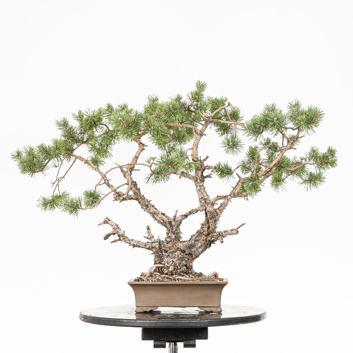 Bonsái - Pino silvestre (Pinus sylvestris) - PS10643