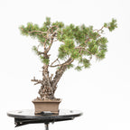 Bonsái - Pino silvestre (Pinus sylvestris) - PS10643