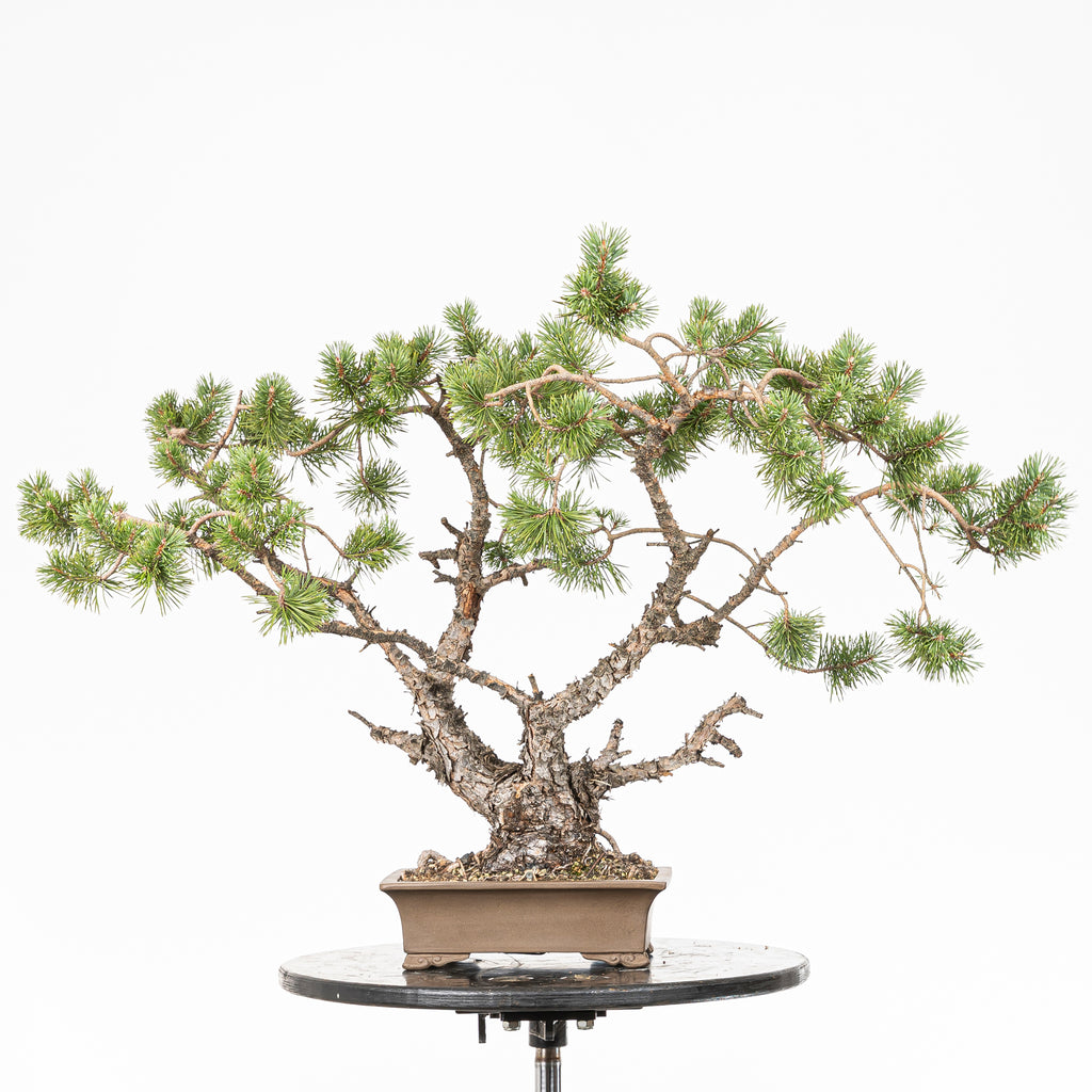 Bonsái - Pino silvestre (Pinus sylvestris) - PS10643