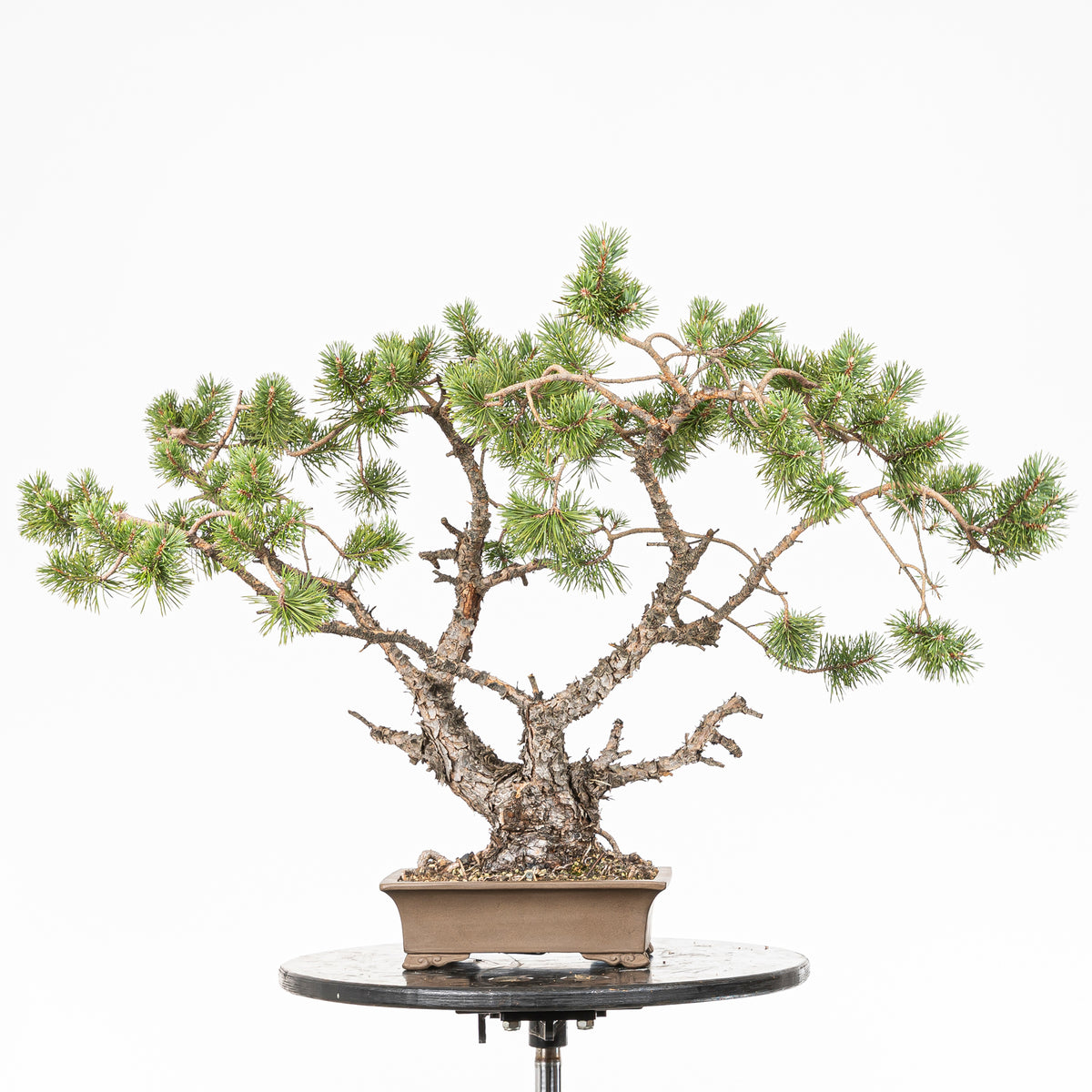 Bonsái - Pino silvestre (Pinus sylvestris) - PS10643
