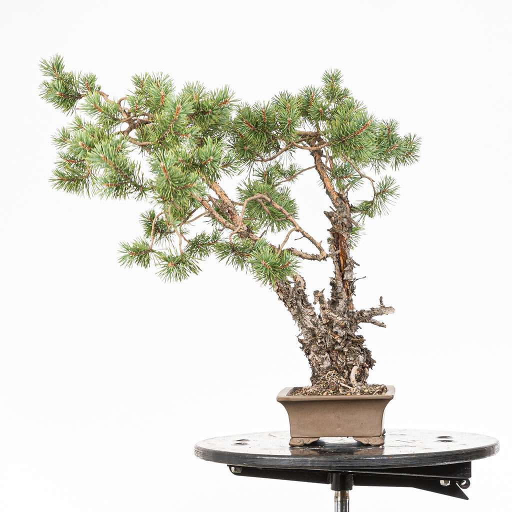Bonsái - Pino silvestre (Pinus sylvestris) - PS10643
