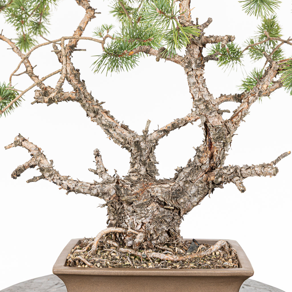 Bonsái - Pino silvestre (Pinus sylvestris) - PS10643