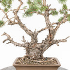 Bonsái - Pino silvestre (Pinus sylvestris) - PS10643
