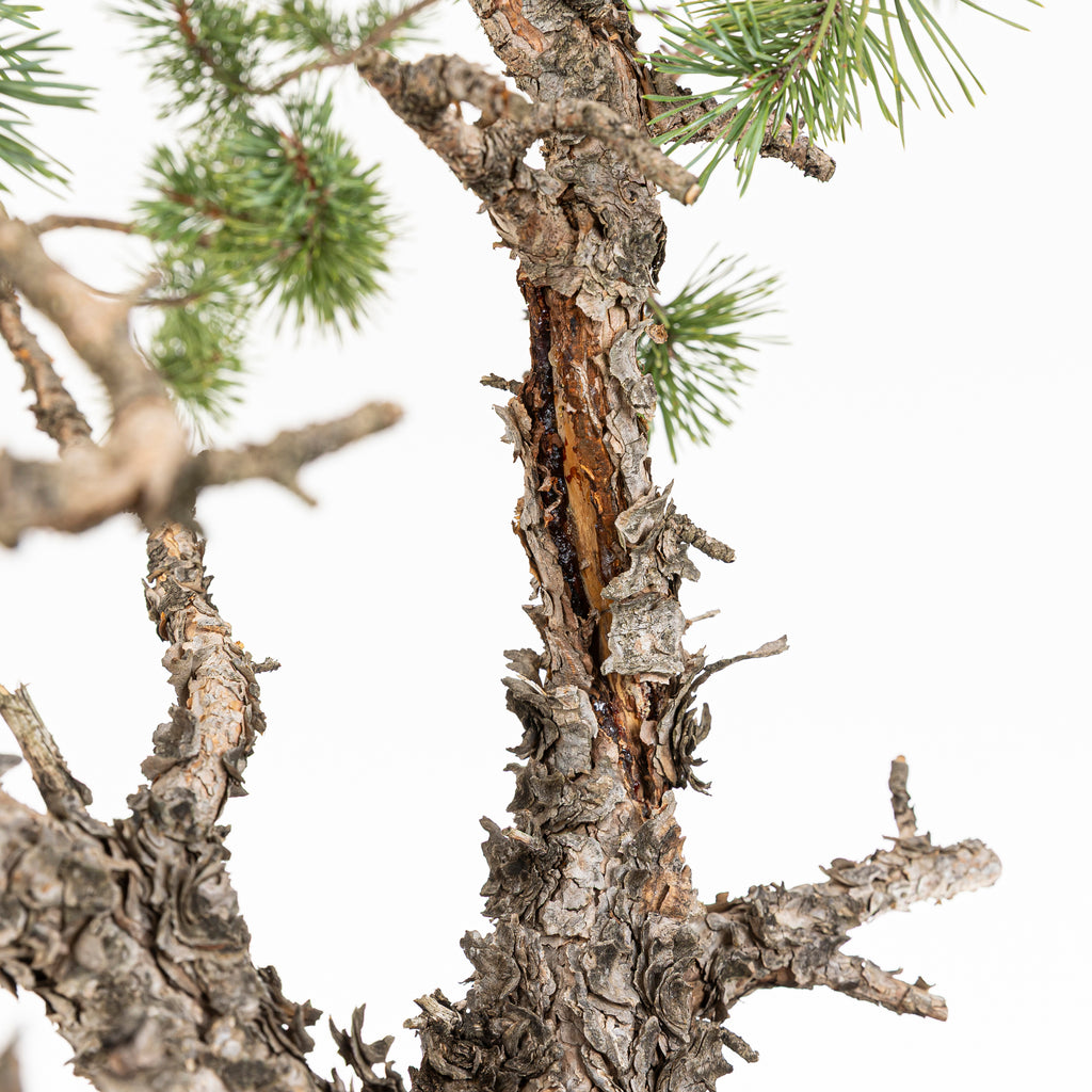 Bonsái - Pino silvestre (Pinus sylvestris) - PS10643