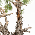 Bonsái - Pino silvestre (Pinus sylvestris) - PS10643