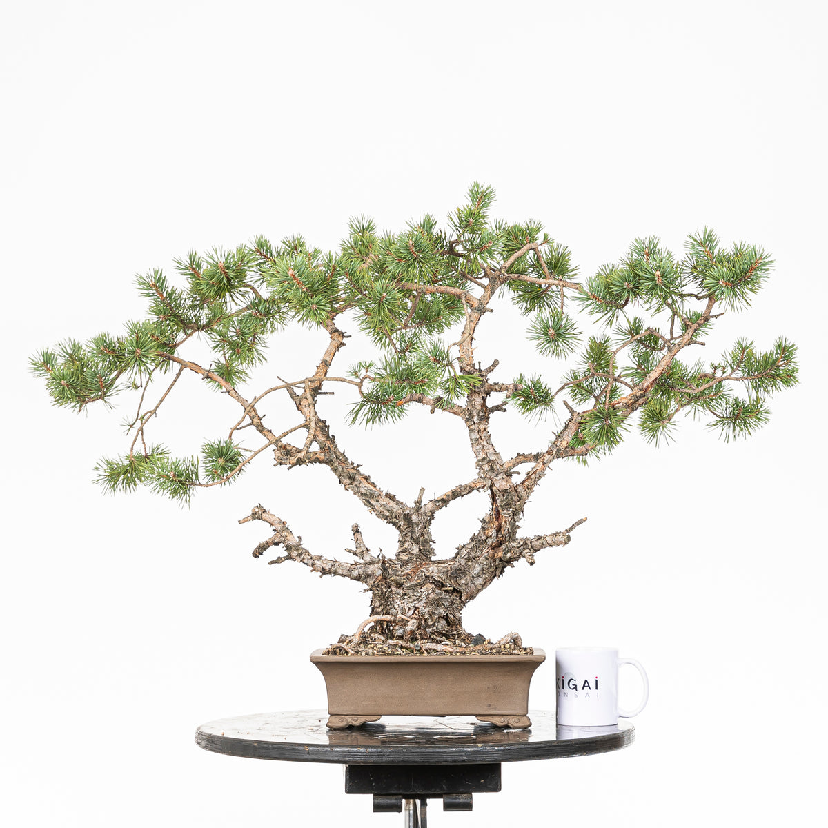 Bonsái - Pino silvestre (Pinus sylvestris) - PS10643