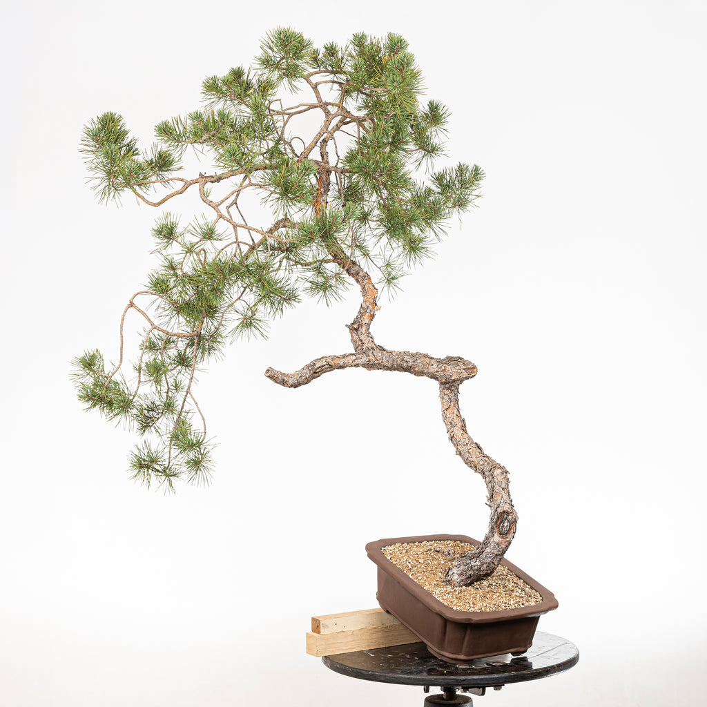 Bonsái - Pino silvestre (Pinus sylvestris) - PS10644