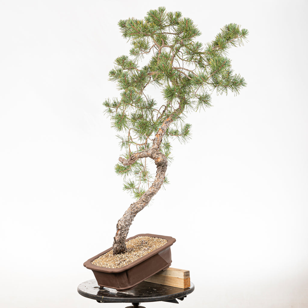 Bonsái - Pino silvestre (Pinus sylvestris) - PS10644
