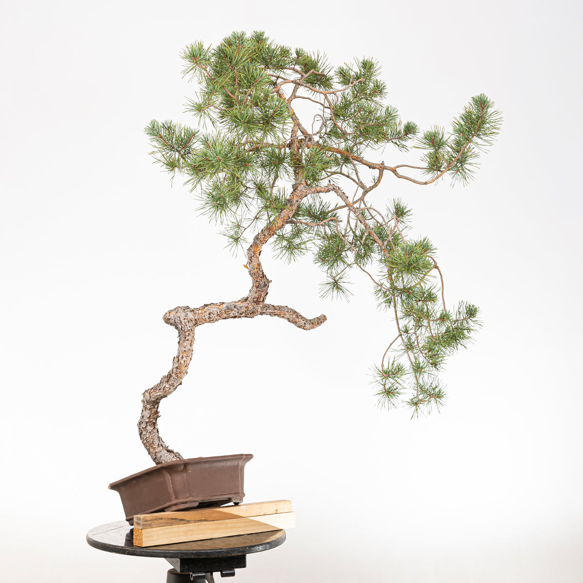 Bonsái - Pino silvestre (Pinus sylvestris) - PS10644
