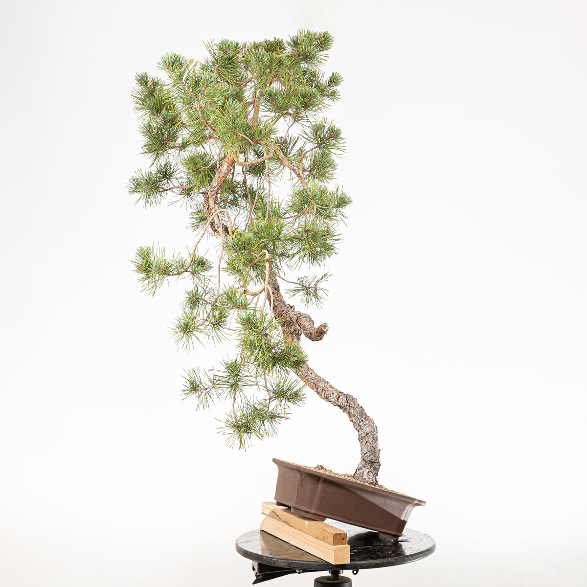 Bonsái - Pino silvestre (Pinus sylvestris) - PS10644