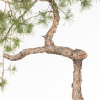 Bonsái - Pino silvestre (Pinus sylvestris) - PS10644