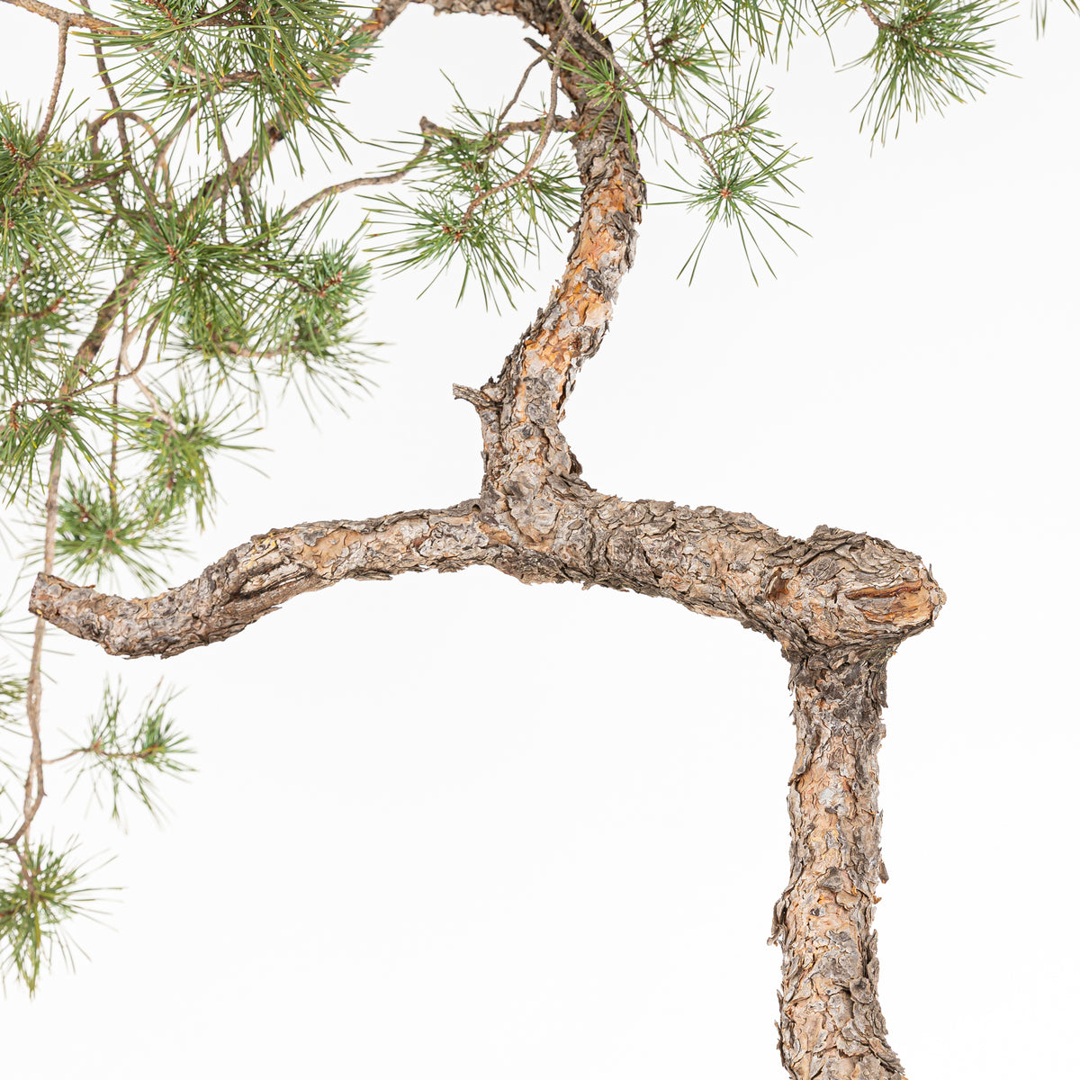 Bonsái - Pino silvestre (Pinus sylvestris) - PS10644