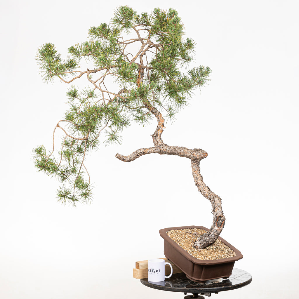 Bonsái - Pino silvestre (Pinus sylvestris) - PS10644