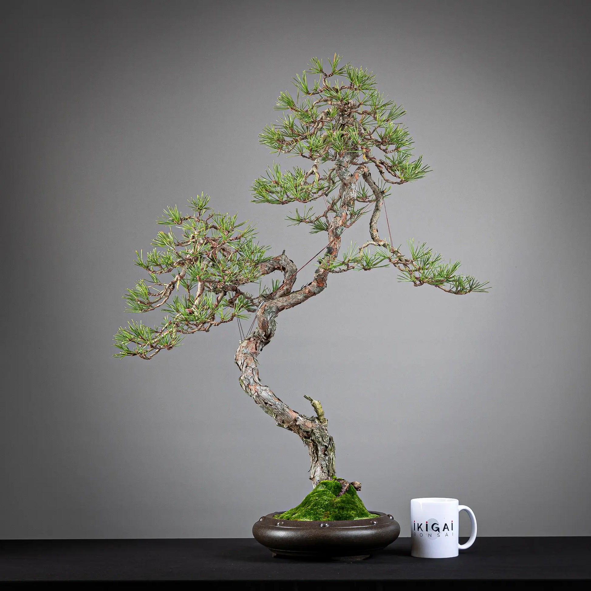 Comparativa de tamaño de bonsai yamadori de pinus sylvestris de tamaño dai con una taza de café de la tienda ikigai bonsai.