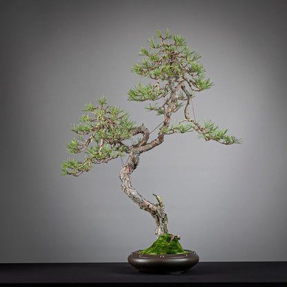 Frente de bonsai yamadori de pinus sylvestris de estilo bunjin doble copa y tamaño dai