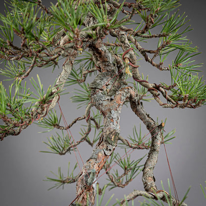 Detalle de corteza de ramas de pinus sylvestris