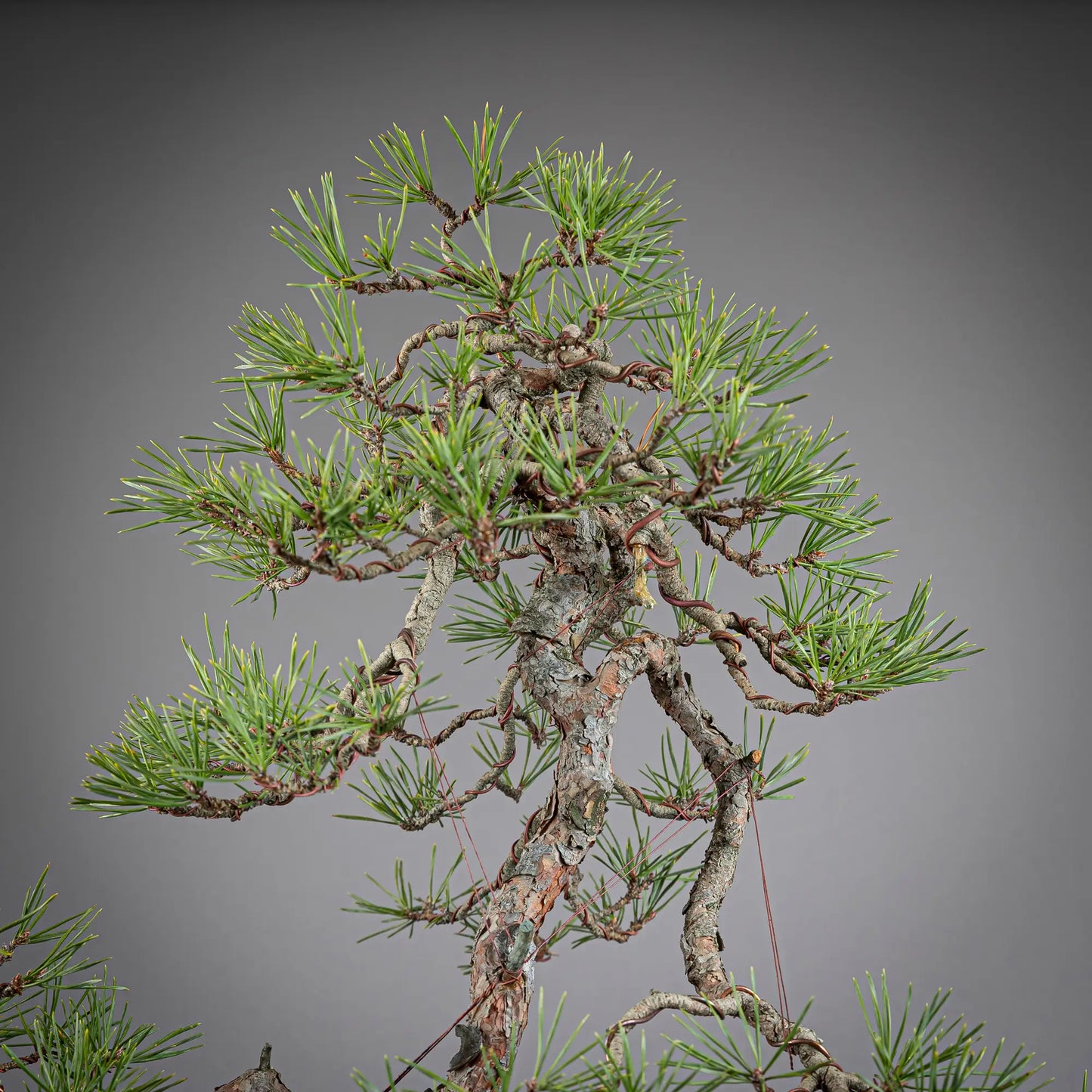 Detalle de copa de pinus sylvestris