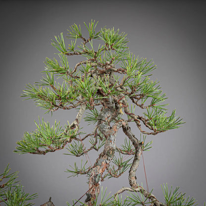 Detalle de copa de pinus sylvestris