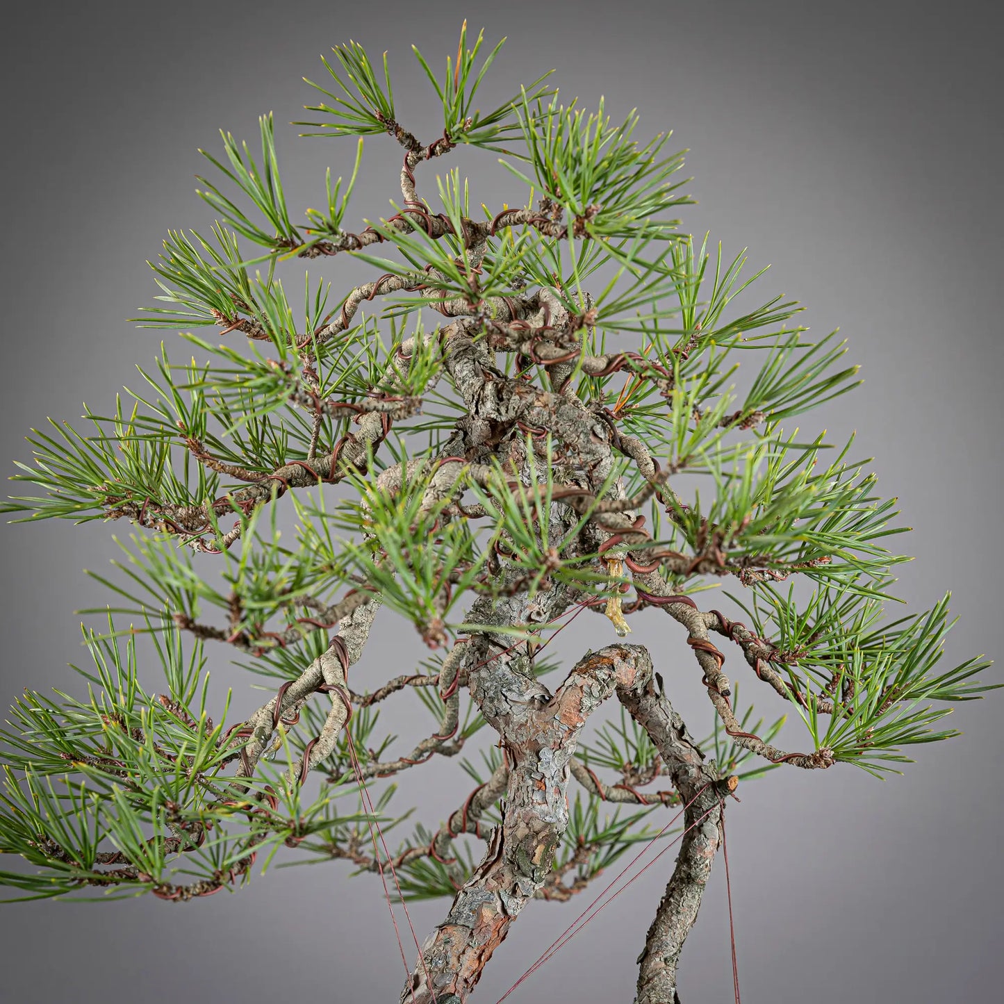 Detalle de apice de bonsai de pinus sylvestris