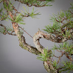 Detalle de curva de rama de pinus sylvestris