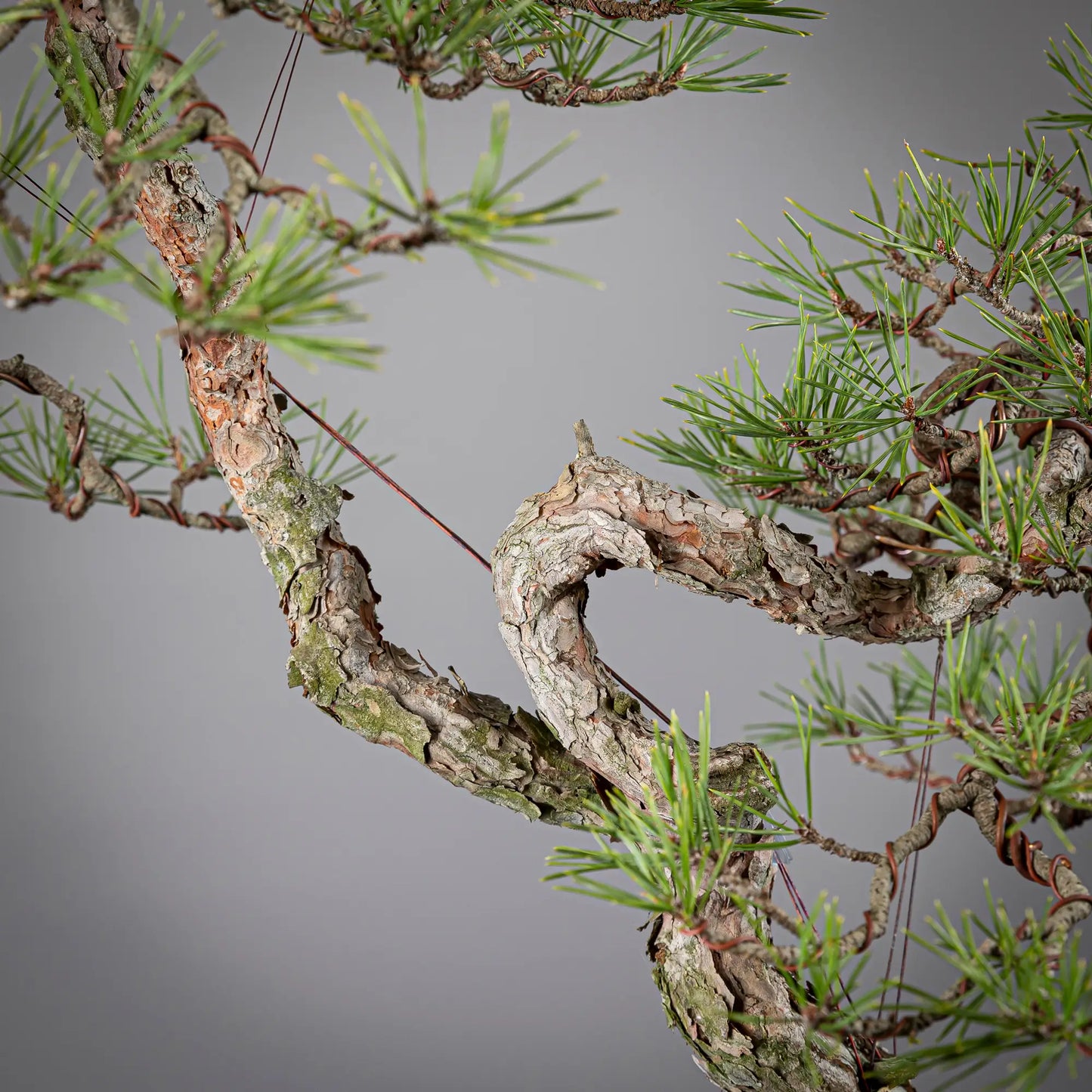 Detalle de curva de rama de pinus sylvestris