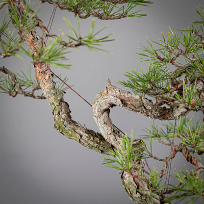 Detalle de curva de rama de pinus sylvestris