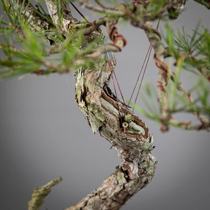Detalle de shari de pinus silvestris