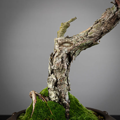 Detalle de corteza de pinus sylvestris