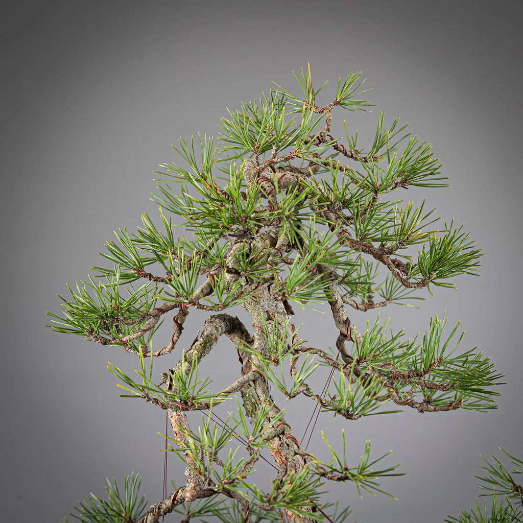 Detalle de copa de pinus sylvestris