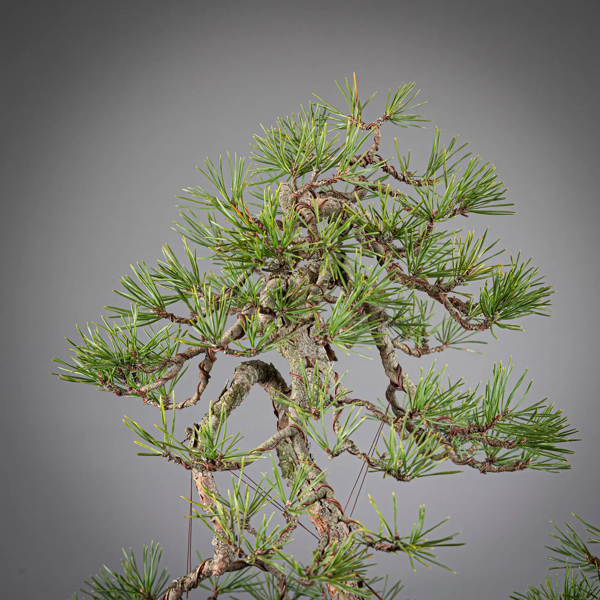 Detalle de copa de pinus sylvestris