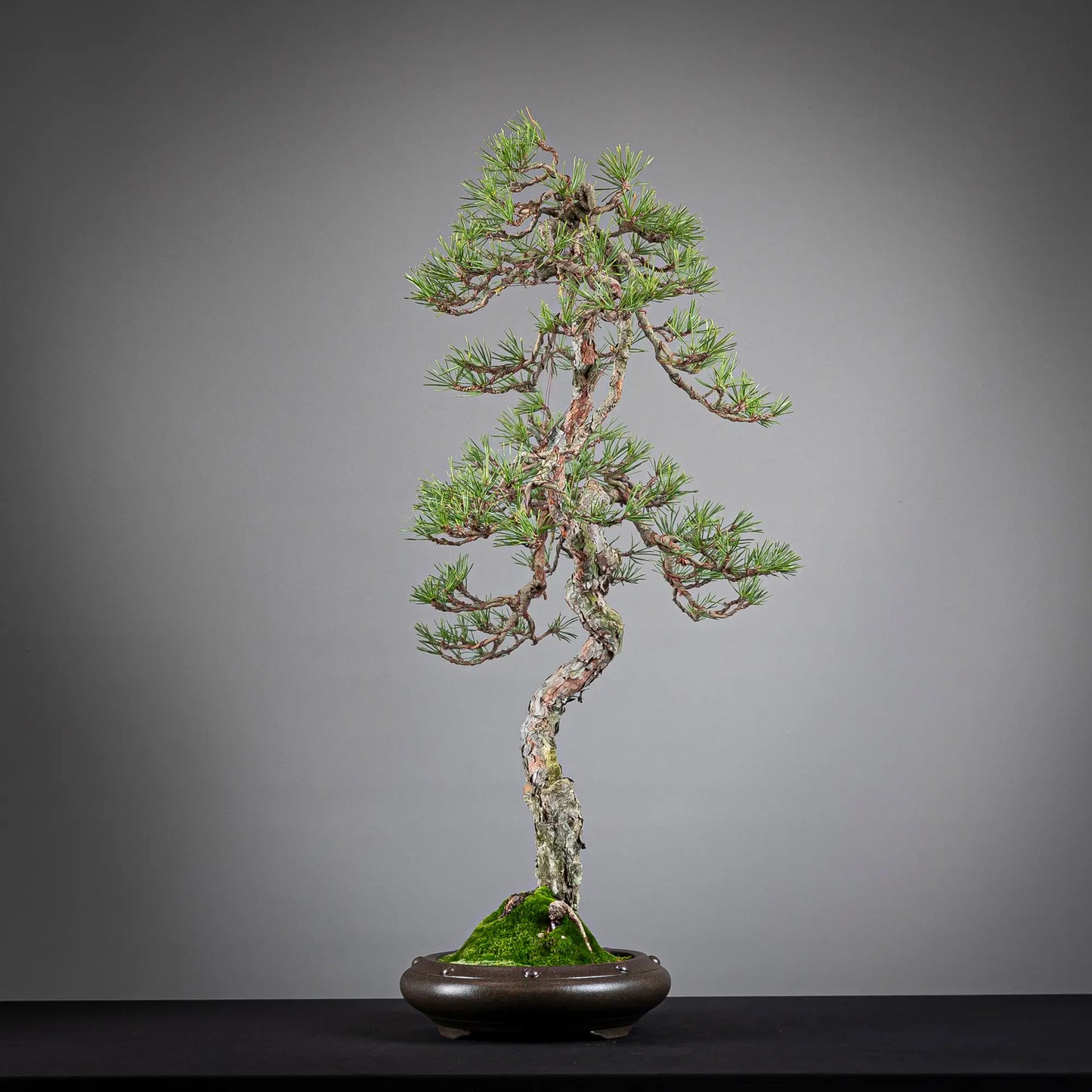 Cara derecha de bonsai yamadori de pinus sylvestris