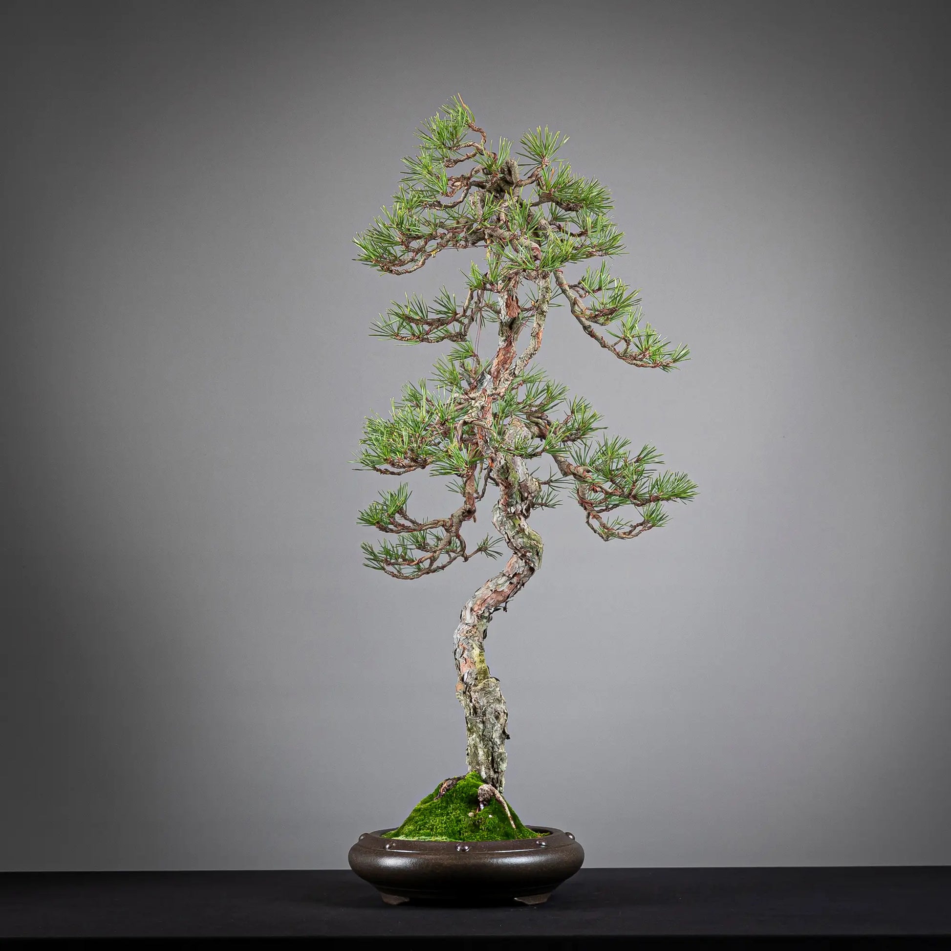 Cara derecha de bonsai yamadori de pinus sylvestris