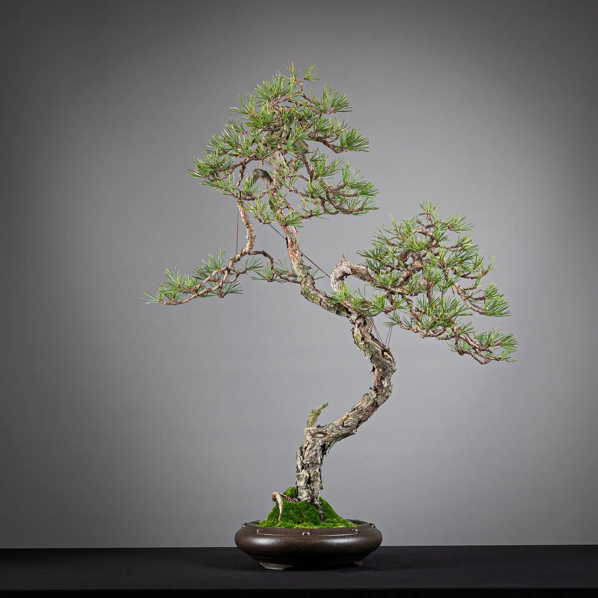 Cara trasera de bonsai yamadori de pinus sylvestris