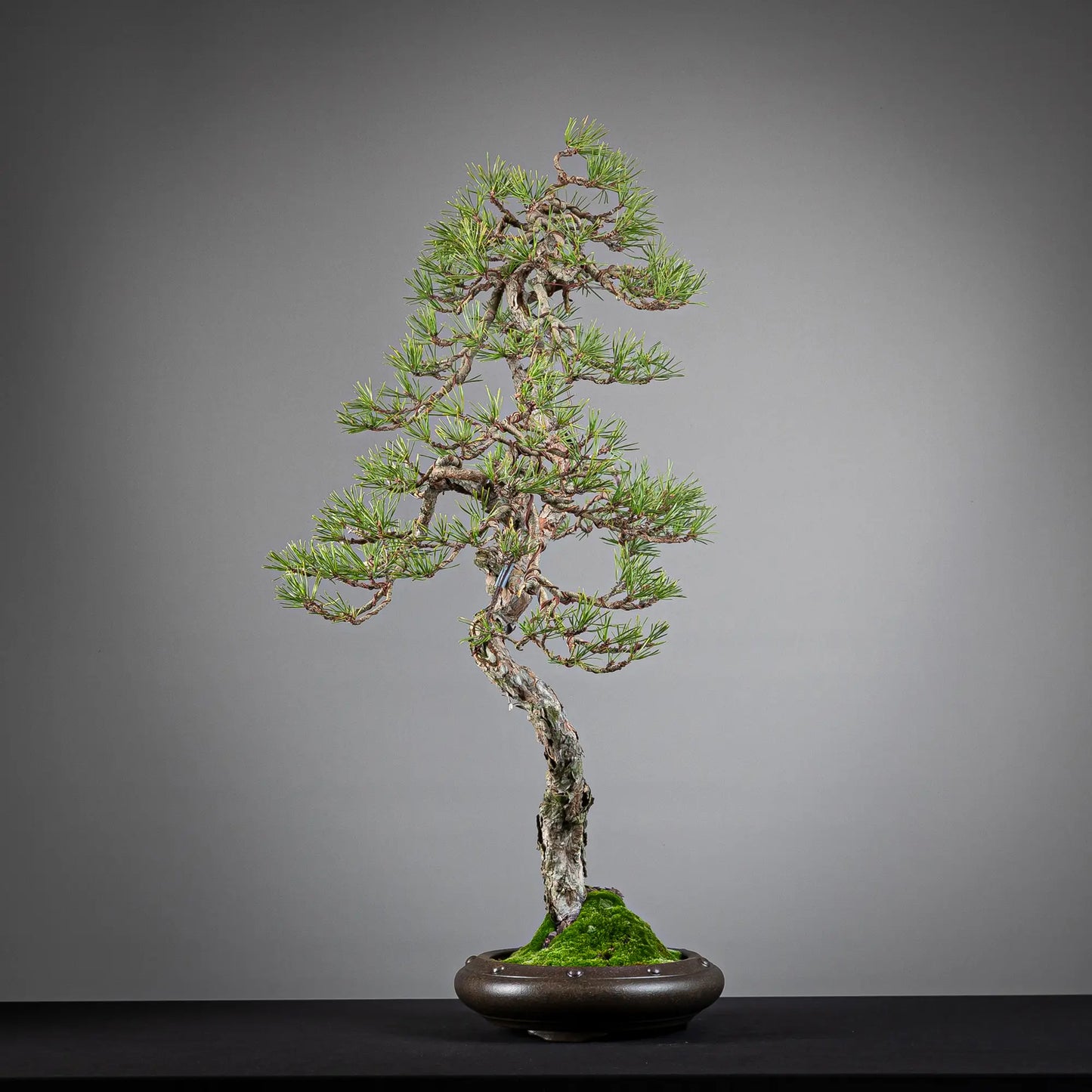 Cara izquierda de bonsai yamadori de pinus sylvestris