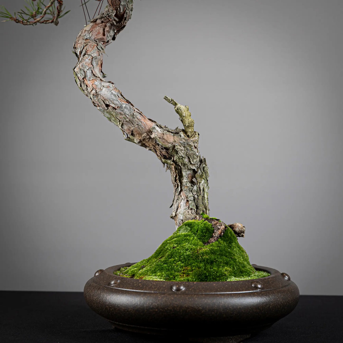 Detalle de tronco y nebari de bonsai yamadori de pinus sylvestris