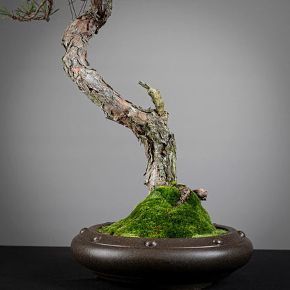 Detalle de tronco y nebari de bonsai yamadori de pinus sylvestris