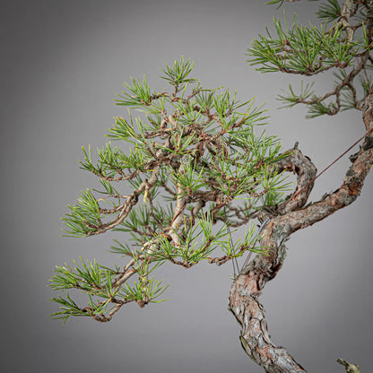 Detalle de copa secundaria