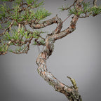 Detalle de tronco y corteza de pinus sylvestris